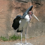 Marabou Stork